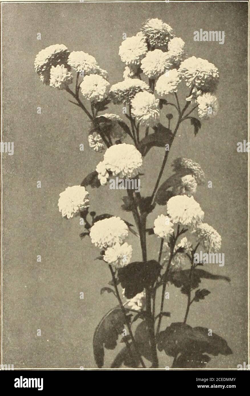 . Farquhar's midsummer catalogue : 1911. iTS.-Continued. Per Doz.. Hardy Chrysanthemum. Per Doz. Coreopsis Laneeolata 1.50 Daphne Cneorum Each, ..5U 5.00 Delphinium. FarquhaFs Hybrids. Larkspur . 2.00 Delphinium Chinensis, Blue 1.50 Delphinium Chinensis Alba 1.50 Delphinium Fopmosum 1.50 Delphinium Formosum CcBlestinum 1.50 Delphinium Sibiricum 1.50 Dianthus Diadematis. Diadem Pink 1.00 Dietamnus Fraxinella. Gas Plant 1.50 Dielytra Speetabilis. Bleeding heart 1,50 Erig-eron Bellidifolus 2.50 Erigeron Speeiosus 1.50 Eupatopium Fpasepi 1.50 Funkia Subeordata Gpandiflopa. Giant Day Lily 1.50 Funk Stock Photo