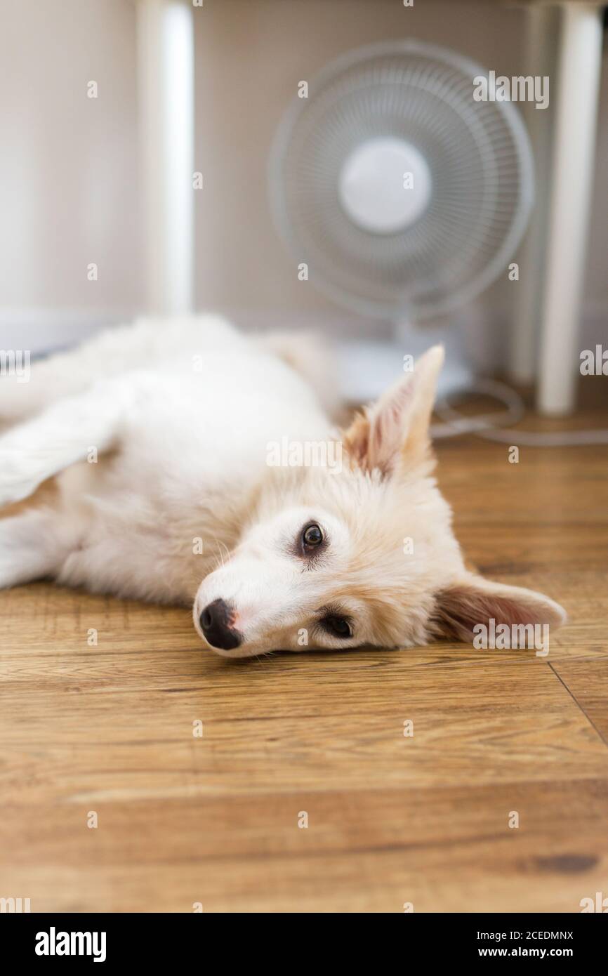Cute puppy lying on floor under fan in hot summer room. Adorable white