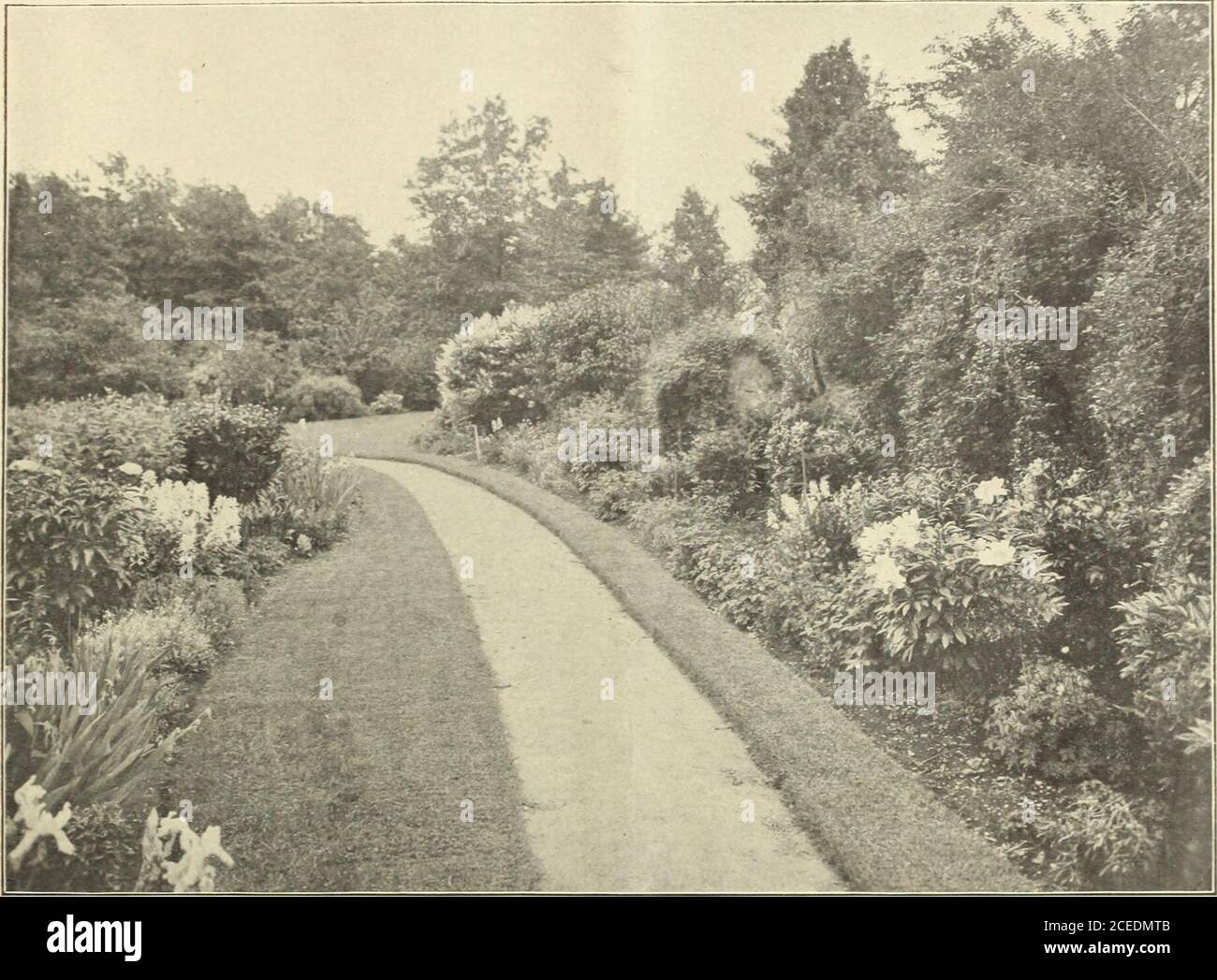 Farquhar S Midsummer Catalogue 1911 Bulbs 7 To 9 In Circ 1 75 Per Do 13 00 Per 100 24 00 Per Ca Se Of 200 Mammoth Size 9 To Ll In Circ 3 25 Per Doz