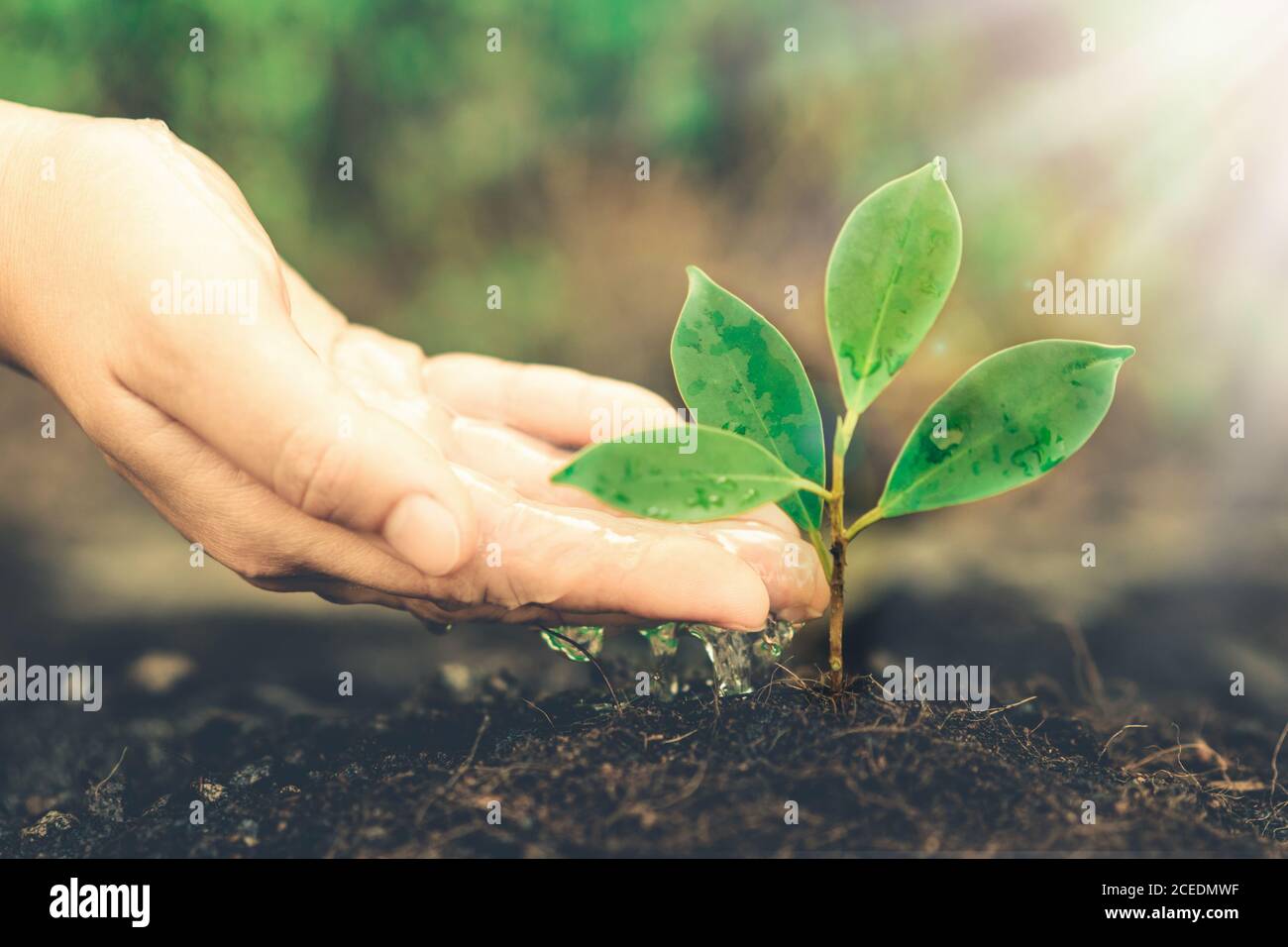 New life of young plant seedling grow in black soil Stock Photo Alamy