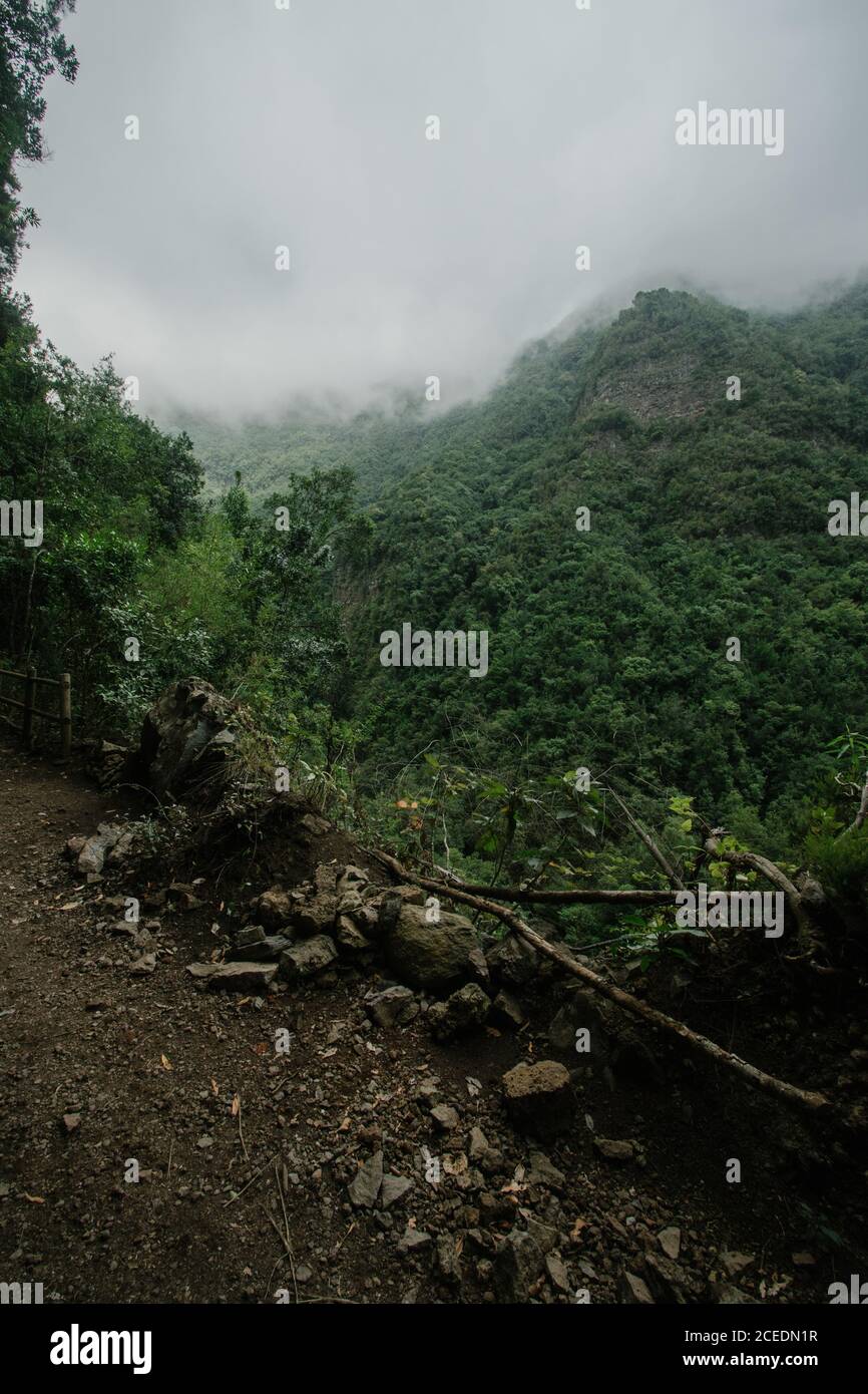 Thick green vegetation hi-res stock photography and images - Alamy