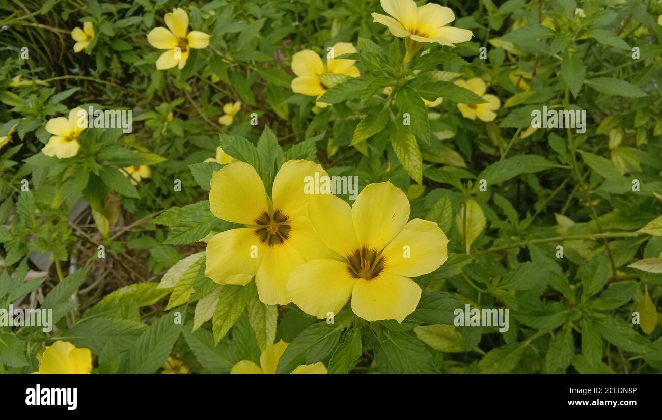 Yellow Turnera diffusa, known as damiana, is a shrub native to southern Texas in the United States, Central America, Mexico, South America Stock Photo