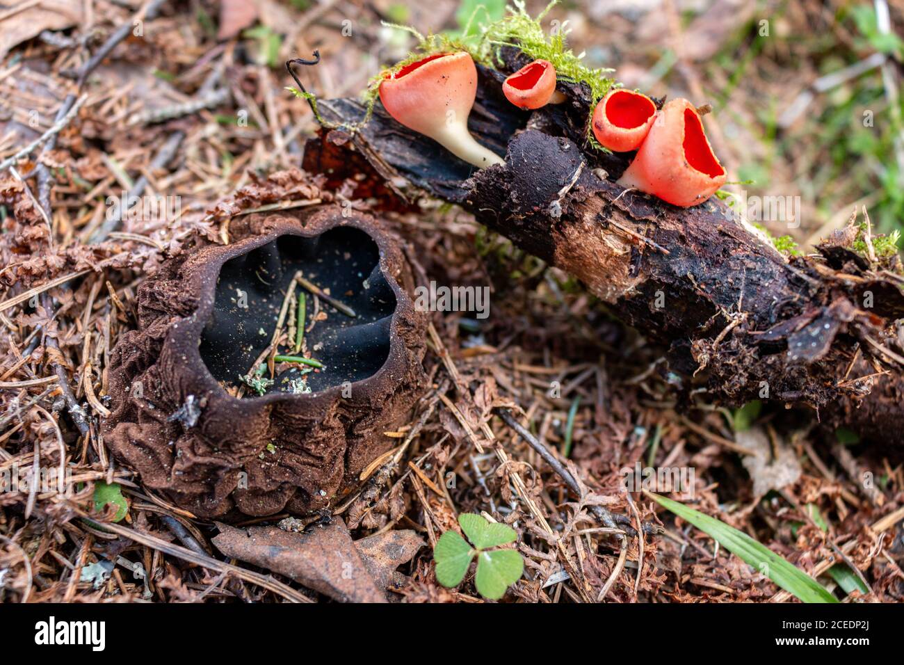 The first spring mushroom in the forest. Sarcosciffus scarlet, Sarcosoma Stock Photo