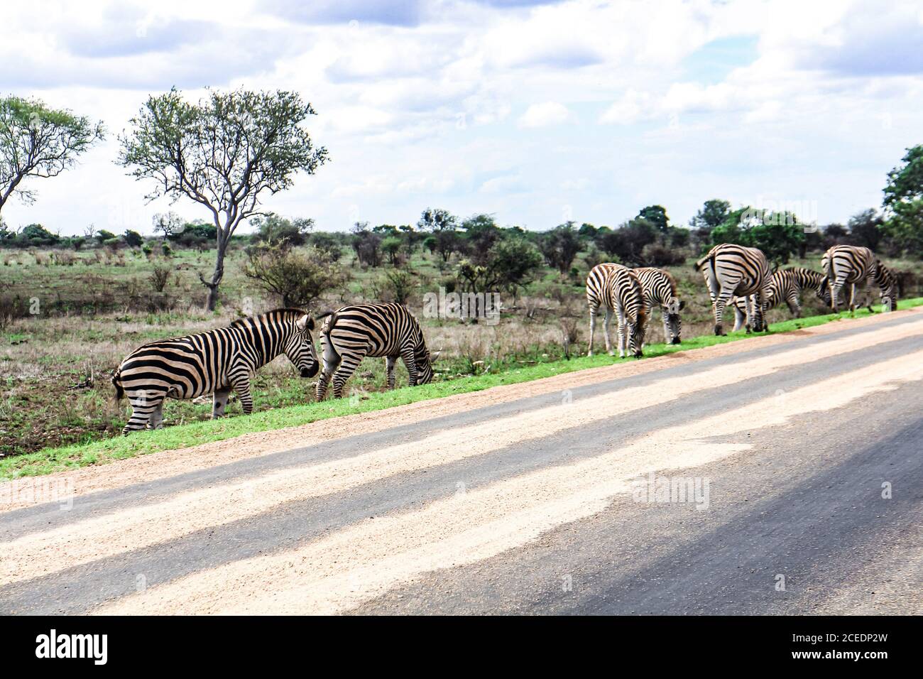 A grazing herd of plains zebra (lat. equus quagga) at the road during a safari in Krüger National Park, Lowveld, Limpopo and Mpumalanga, South Africa. Stock Photo