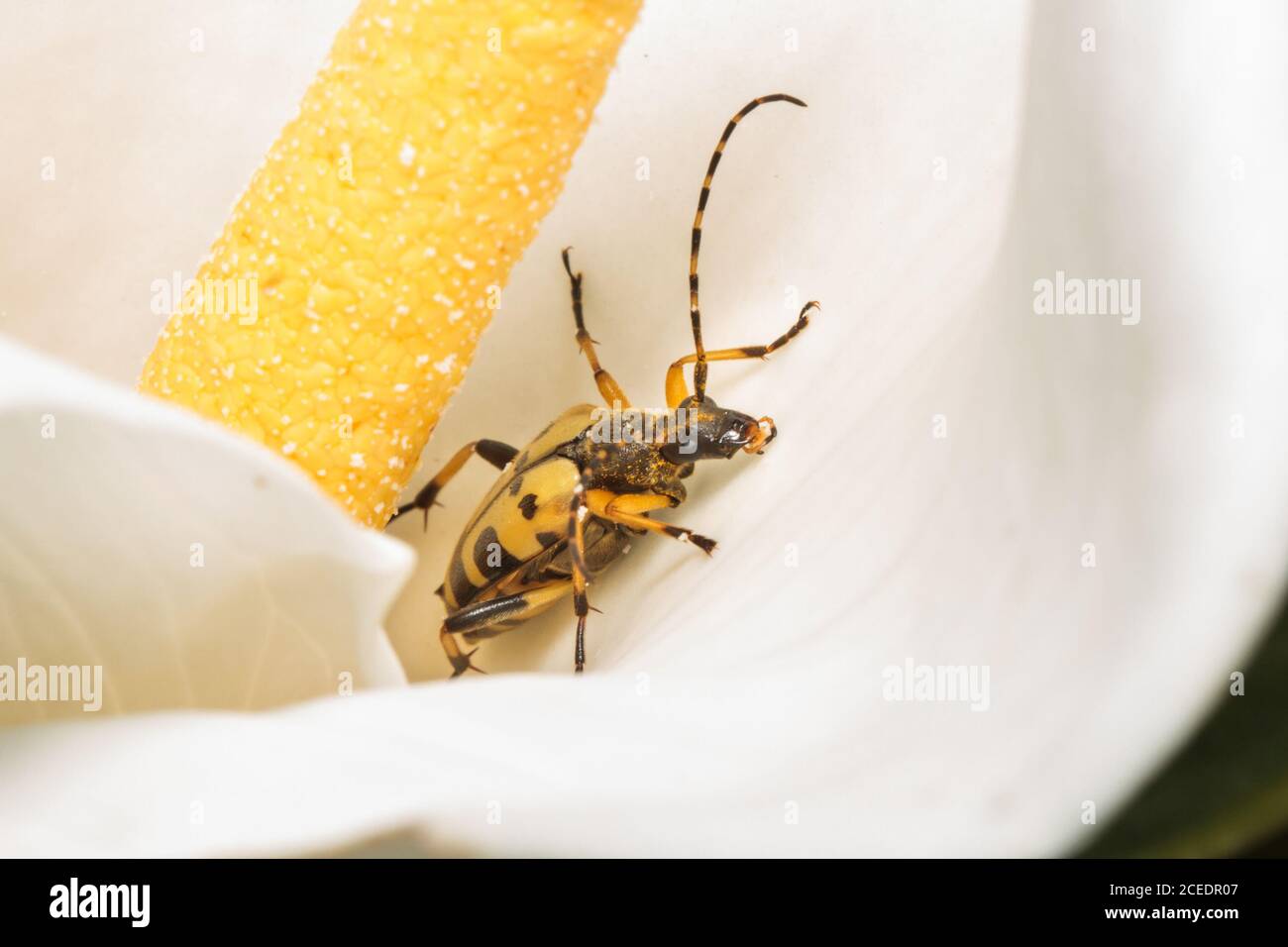 Black and yellow longhorn beetle (Rutpela maculata) Sussex garden, UK Stock Photo