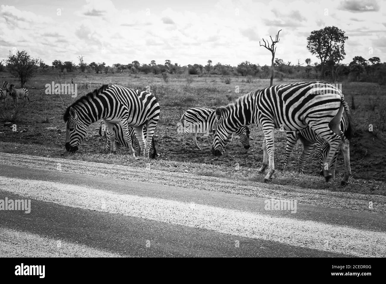 Black and white herd of plains zebra (lat. equus quagga) at the road during a safari in Krüger National Park, Limpopo and Mpumalanga, South Africa. Stock Photo