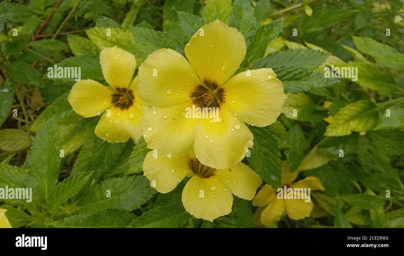 Yellow Turnera diffusa, known as damiana, is a shrub native to southern Texas in the United States, Central America, Mexico, South America Stock Photo