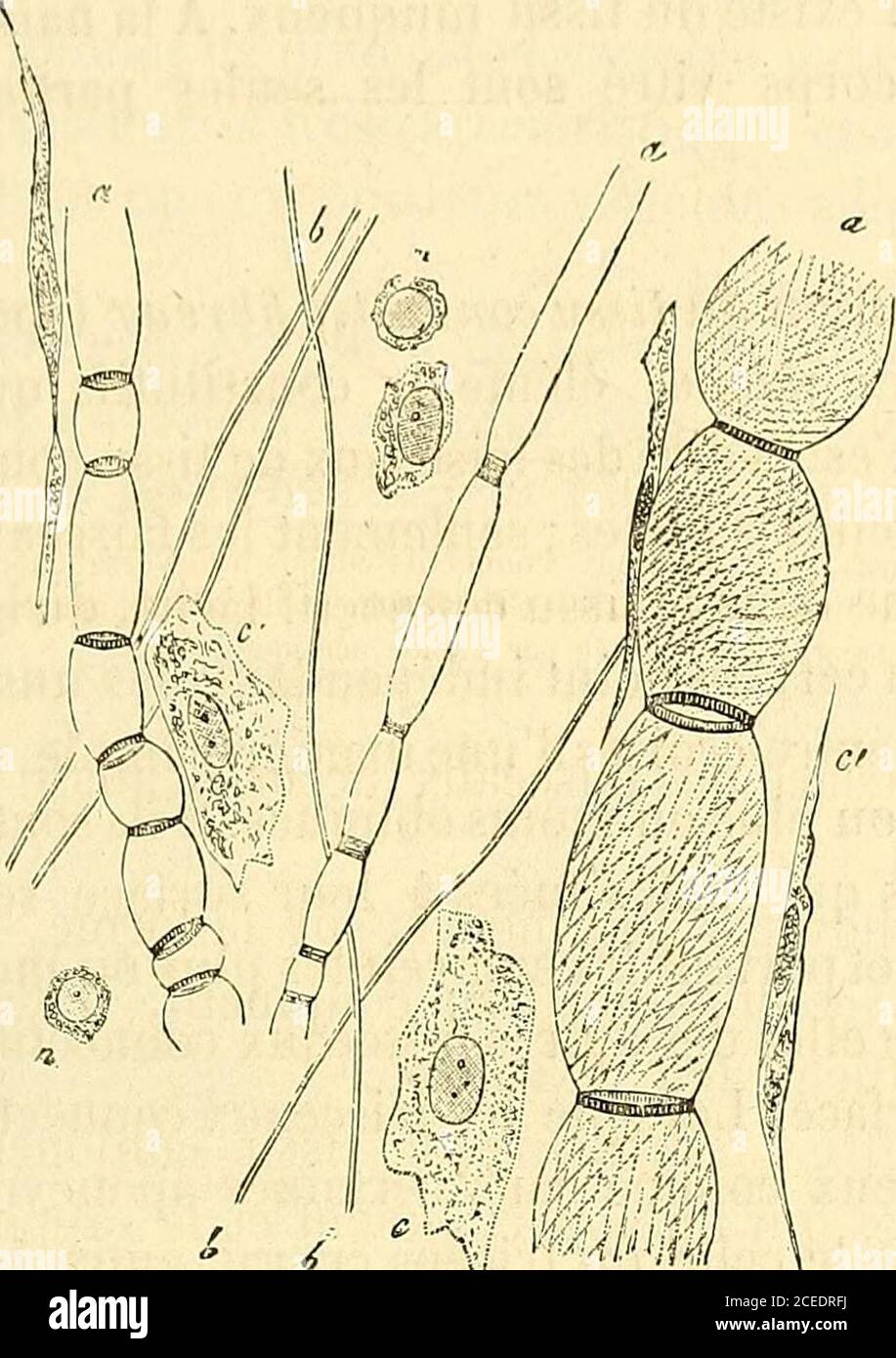 Manuel D Histologie Experimentale T On Procede Au Moyen Duneseringue Hypodermique Munie Dune Canule A Extremite
