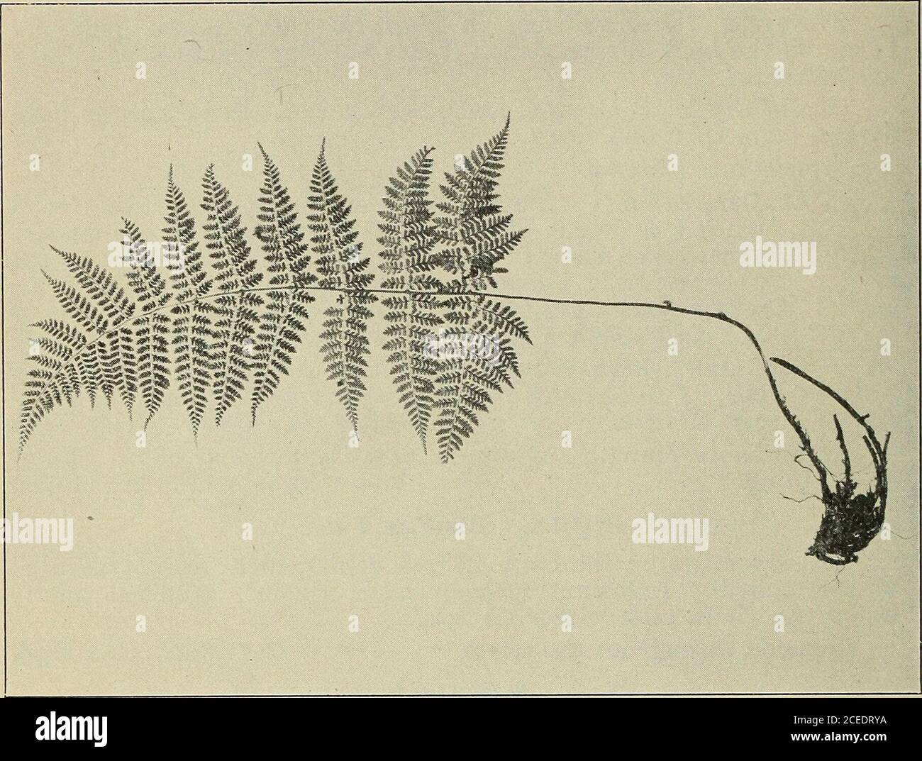 . A popular description of the common Oregon ferns; contribution from the Herbarium of the University of Oregon. ate. Under side of frond, midrib and stipe covered with soft flattenedhairs. W. scouplina D. C. Eaton. Rocky Mountain Woodsia. Frond, midrib and stipe smooth. Divisions of the indusium finerthan the preceding and consisting of few beaded hairs. W. oregana D. C. Eaton. Oregon Woodsia WOODWARDIA. Chain Fern. Sori oblong, in chain-like rows, on veins parallel to width of pinnae. (Named for Woodward, an English botanist.) The Oregon form is found mostly in the Southern part of thestate Stock Photo