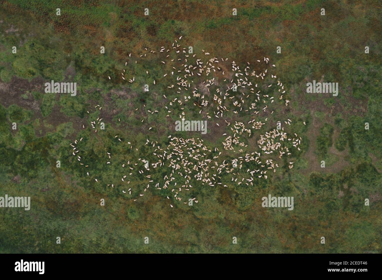 Flock of sheep o pasture, aerial view top down from drone pov Stock ...