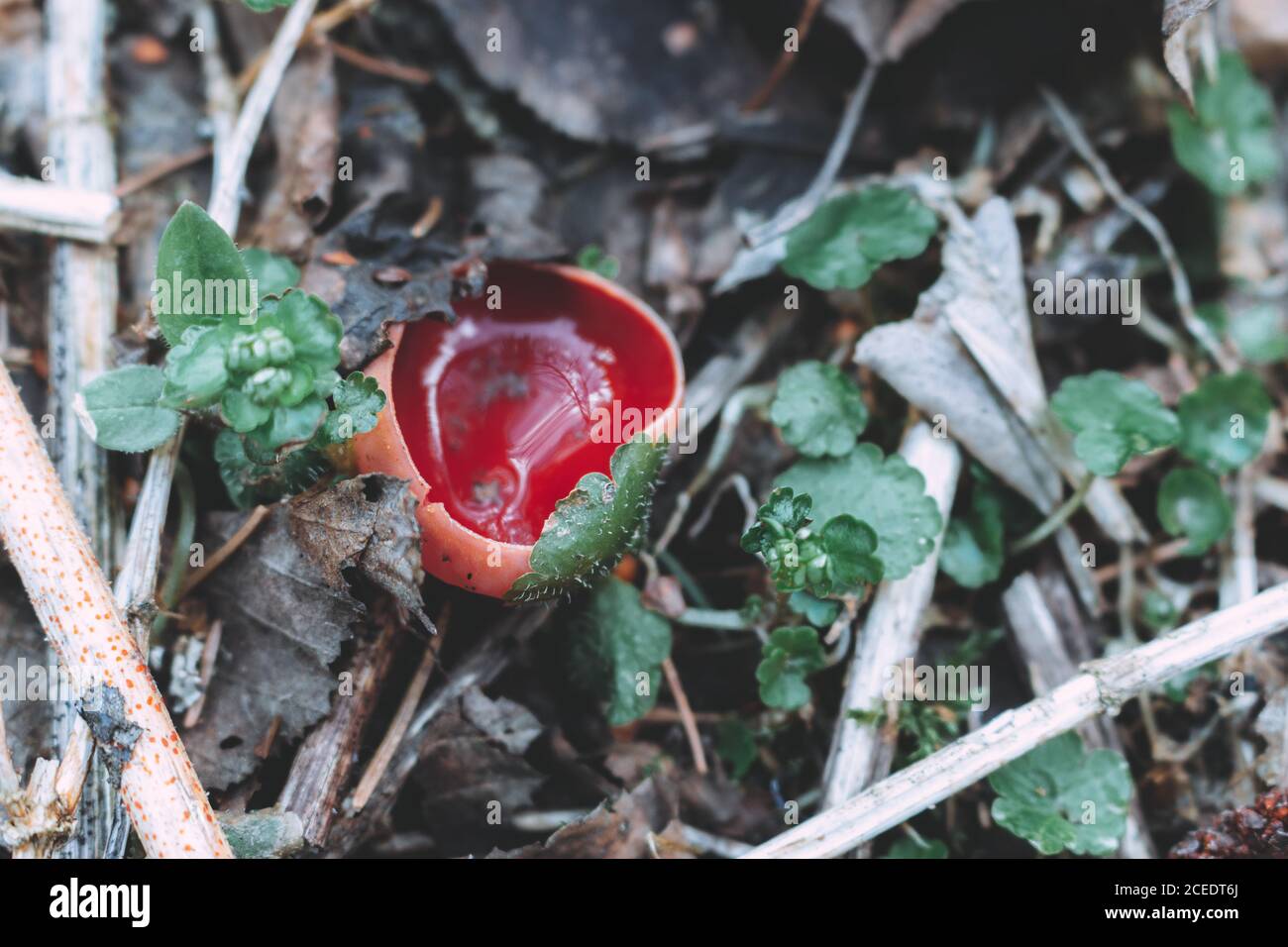 The first spring mushroom in the forest. Sarcosciffus scarlet, commonly known as the scarlet elf cup, scarlet elf cap, or the scarlet cup. Stock Photo