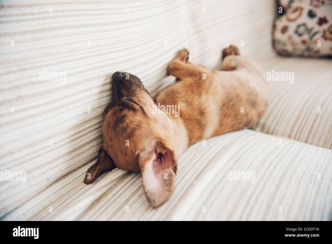 Young little cute puppy sleeping on couch at home. Stock Photo