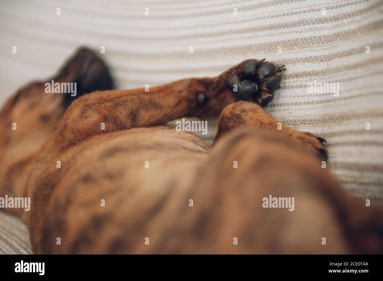 puppy sleeping on the couch Stock Photo