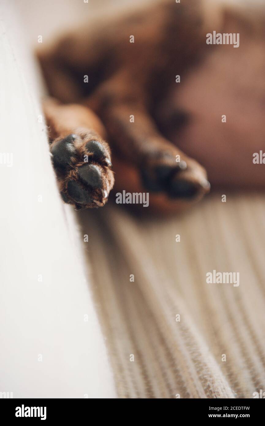 puppy sleeping on the couch Stock Photo Alamy