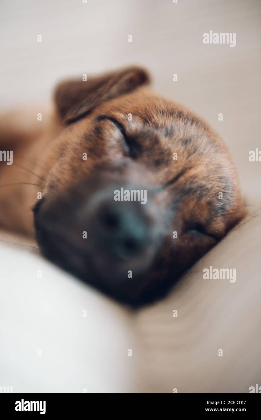 Close-up young little puppy lying and sleeping on the sofa. Stock Photo