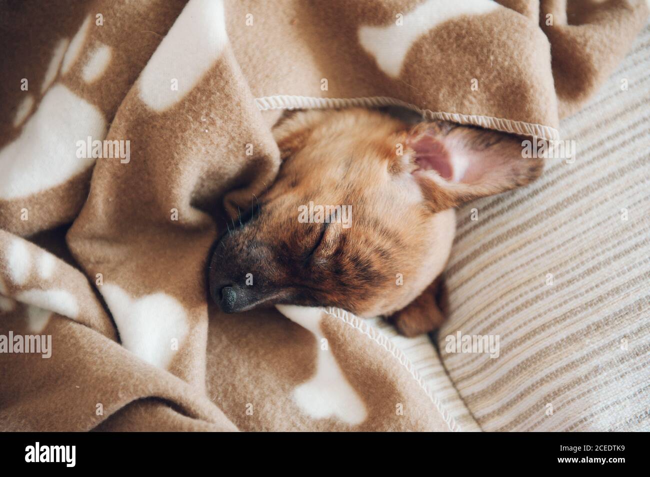 From above young brown dog lying and sleeping in cozy plaid at home. Stock Photo
