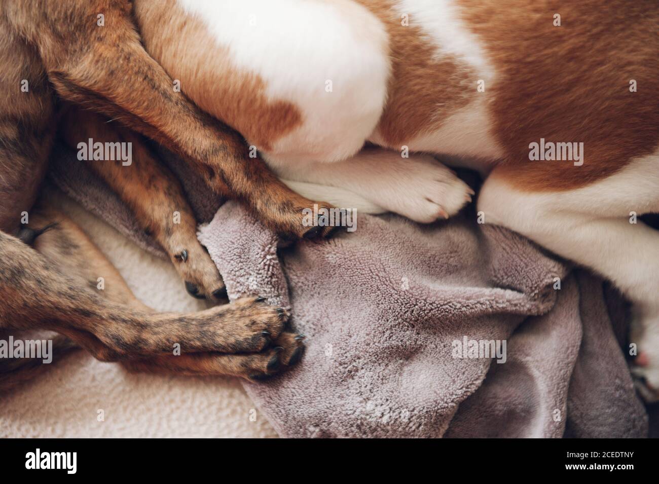 hooves of two beautiful sleeping puppies Stock Photo Alamy