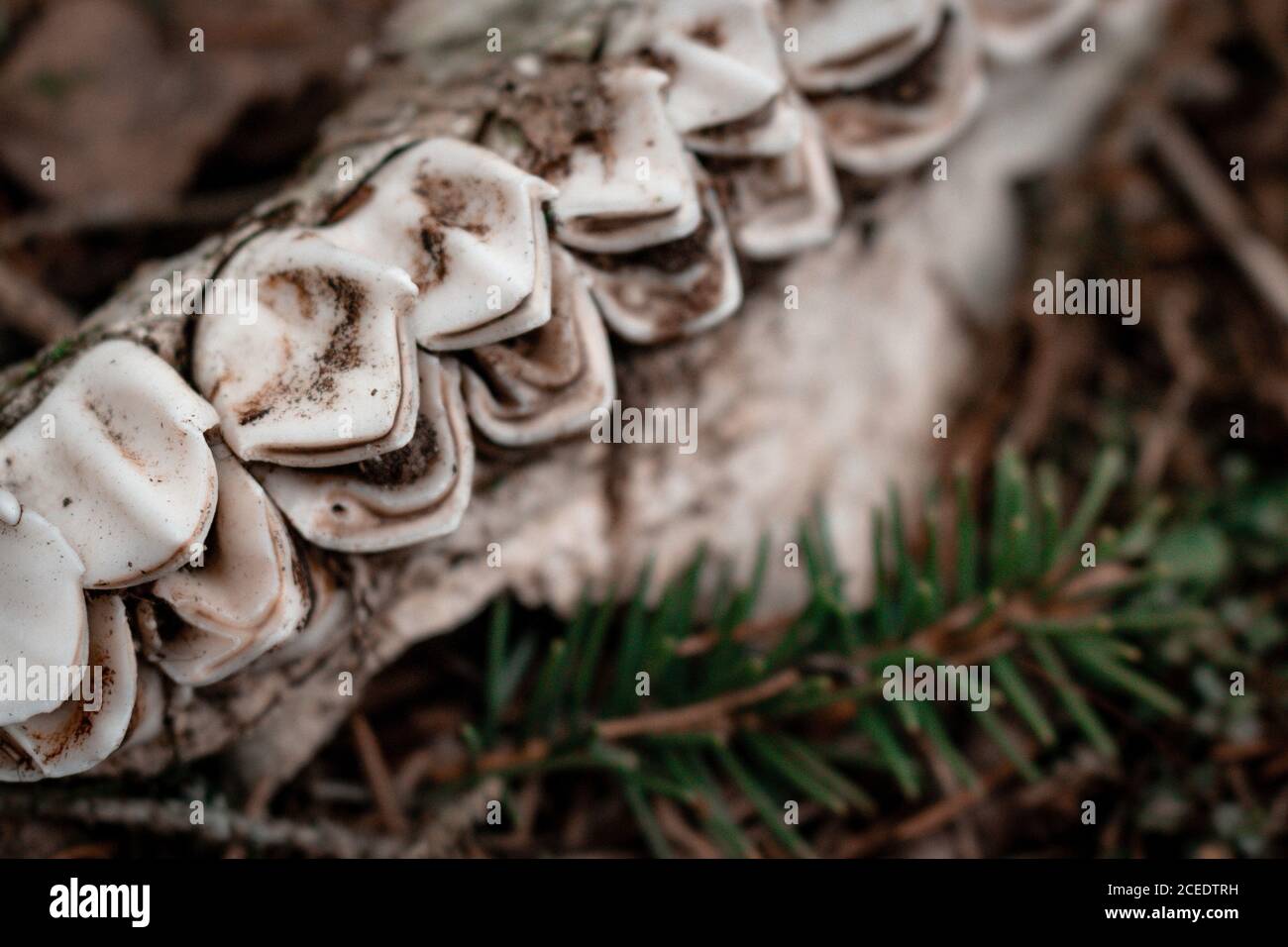 The skeleton of an elk in the forest. The teeth of a herbivore. Closeup. Selective focus. Stock Photo