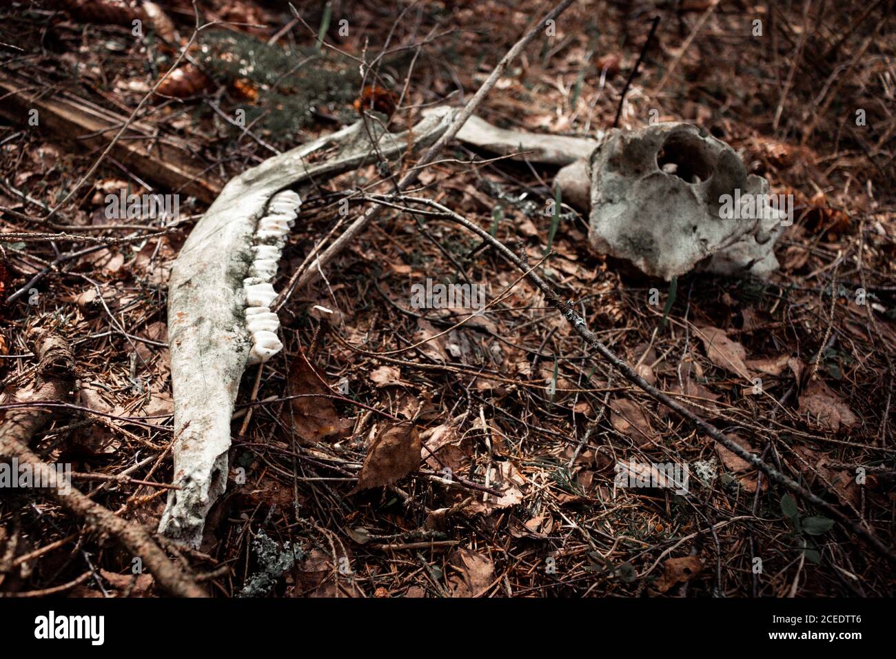 The skeleton of an elk in the forest. The teeth of a herbivore. Closeup. Selective focus. Stock Photo