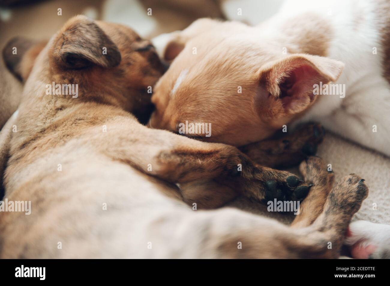 Cute dog and small brown puppy lying and sleeping on cozy plaid at home. Stock Photo