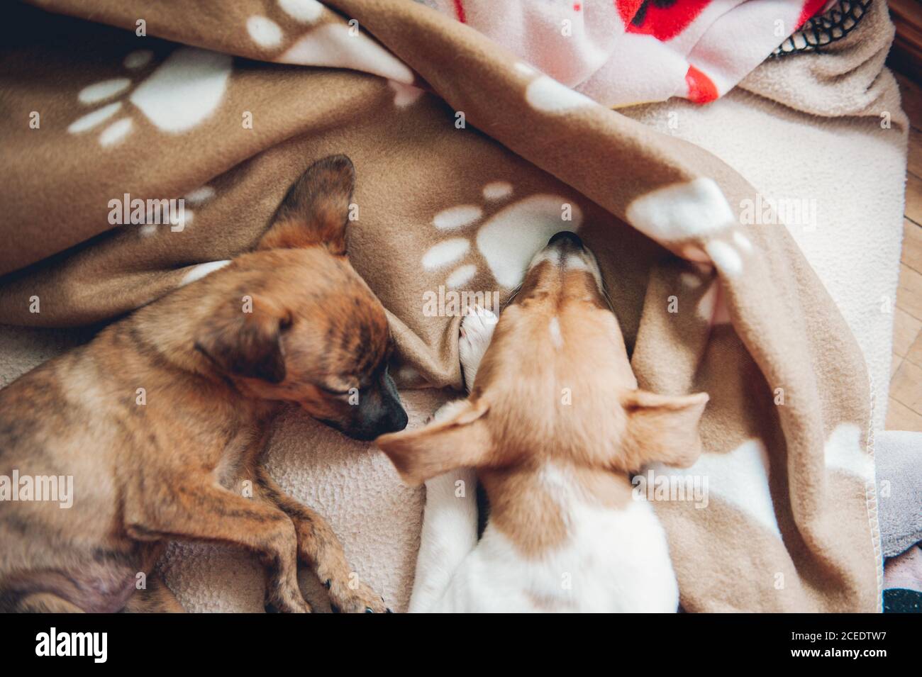 From above little puppies lying and sleeping on a plaid at home. Stock Photo