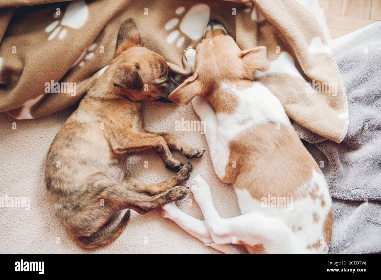 Two beautiful puppies sleeping together placidly Stock Photo - Alamy