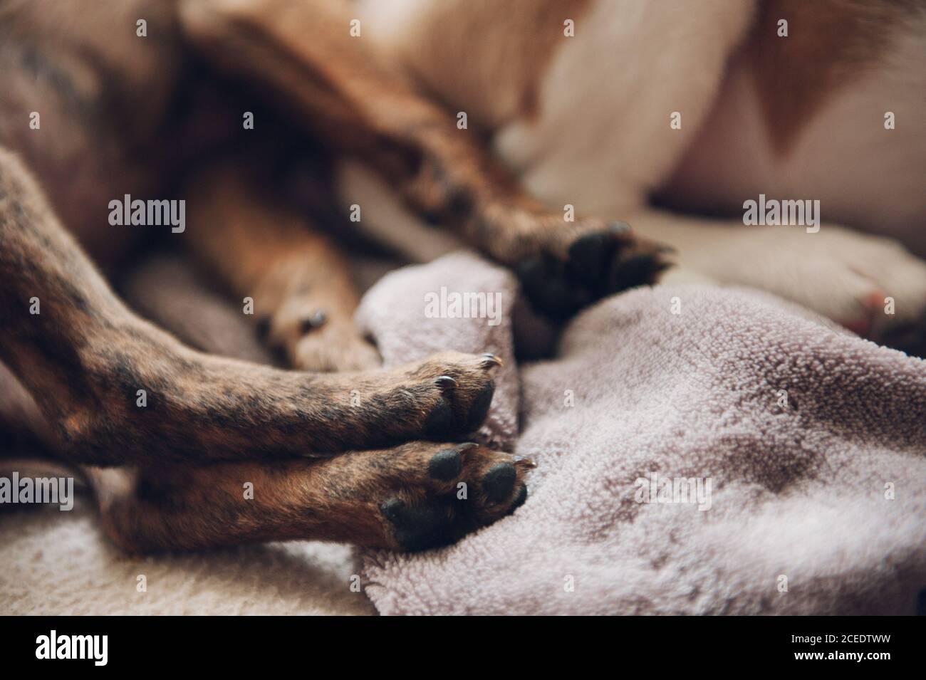 hooves of two beautiful sleeping puppies Stock Photo Alamy