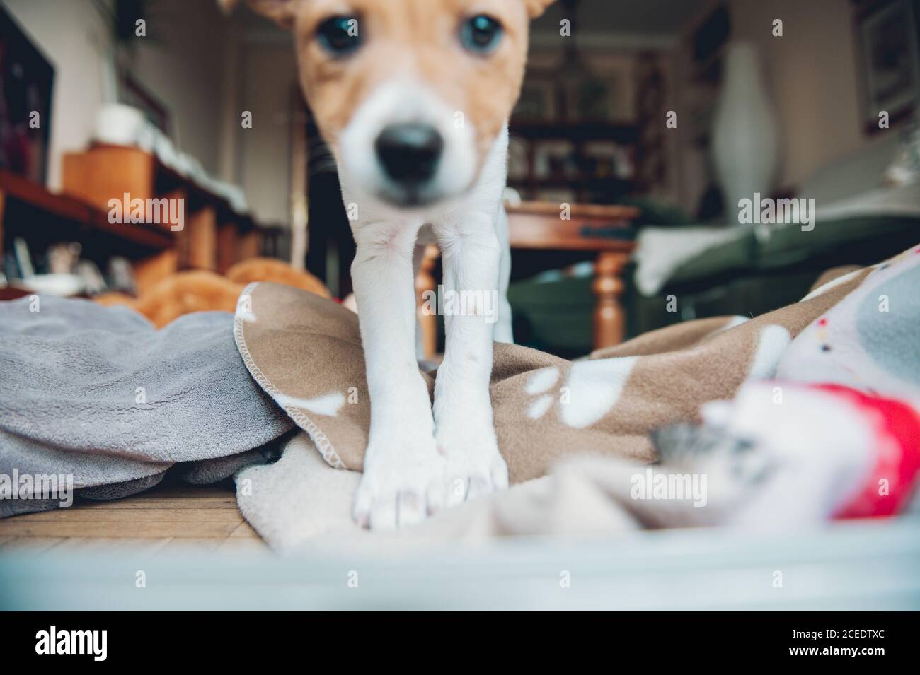 Cute curious dog looking at camera on plaid at home. Stock Photo
