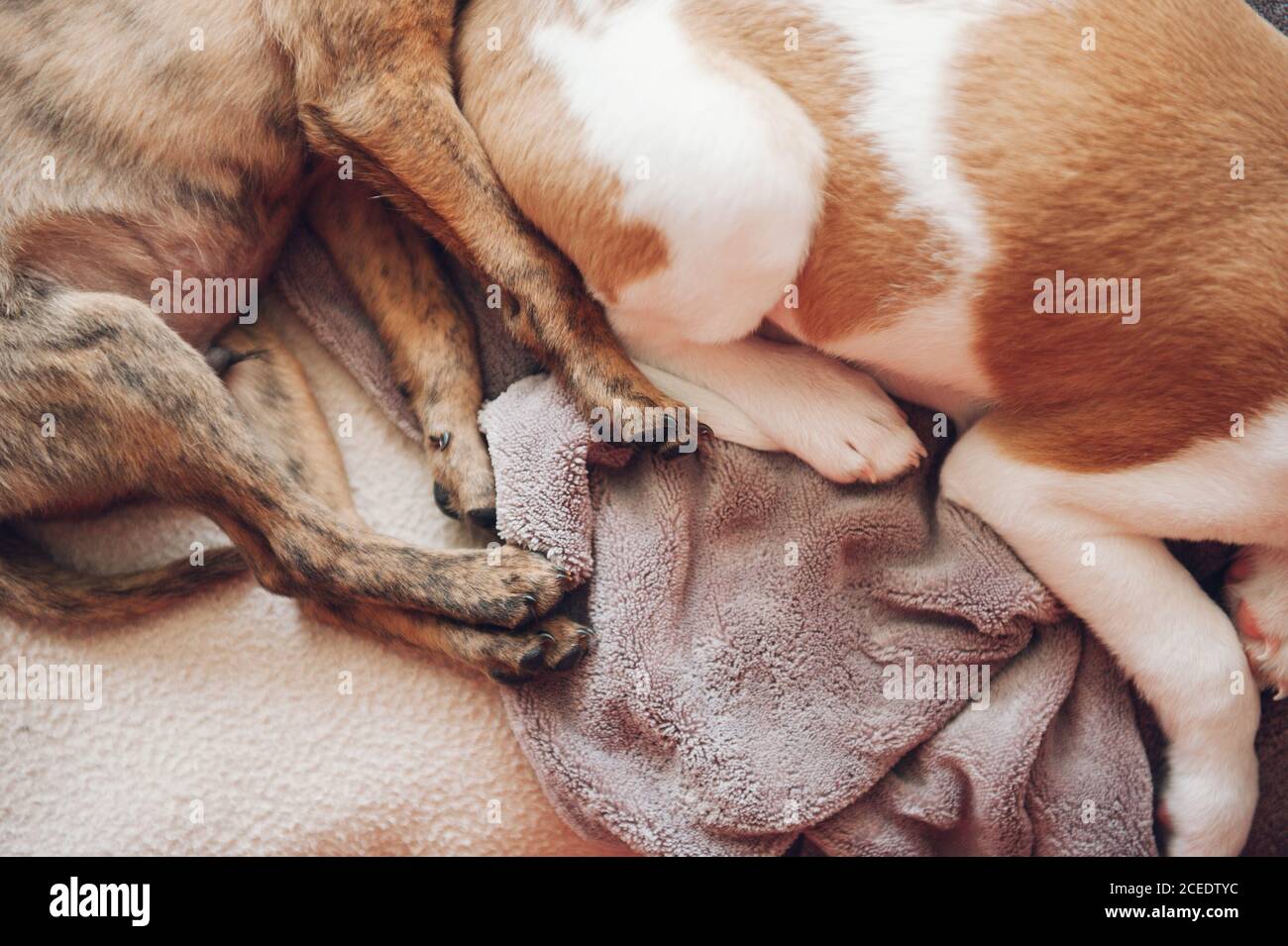 From above crop dogs lying on cozy plaids and sleeping at home. Stock Photo