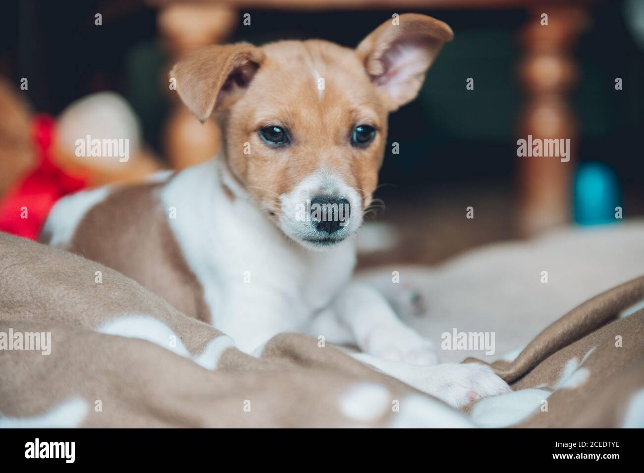 Thoughtful young dog lying on the plaid and looking away at home. Stock Photo