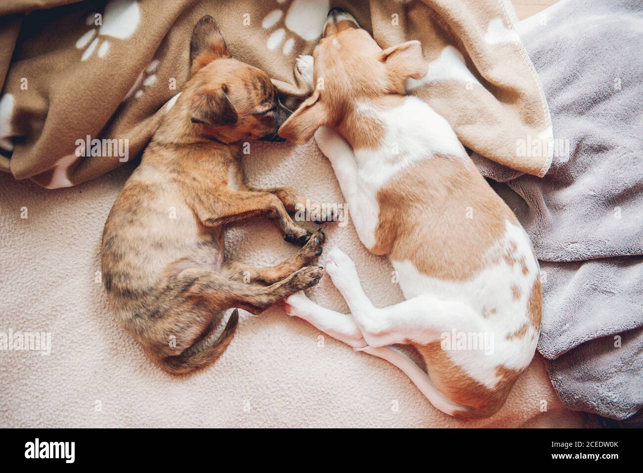 Two beautiful puppies sleeping together placidly Stock Photo - Alamy