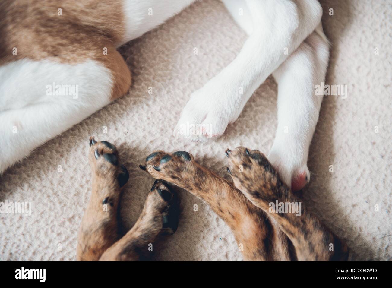 Two beautiful puppies sleeping together placidly Stock Photo - Alamy