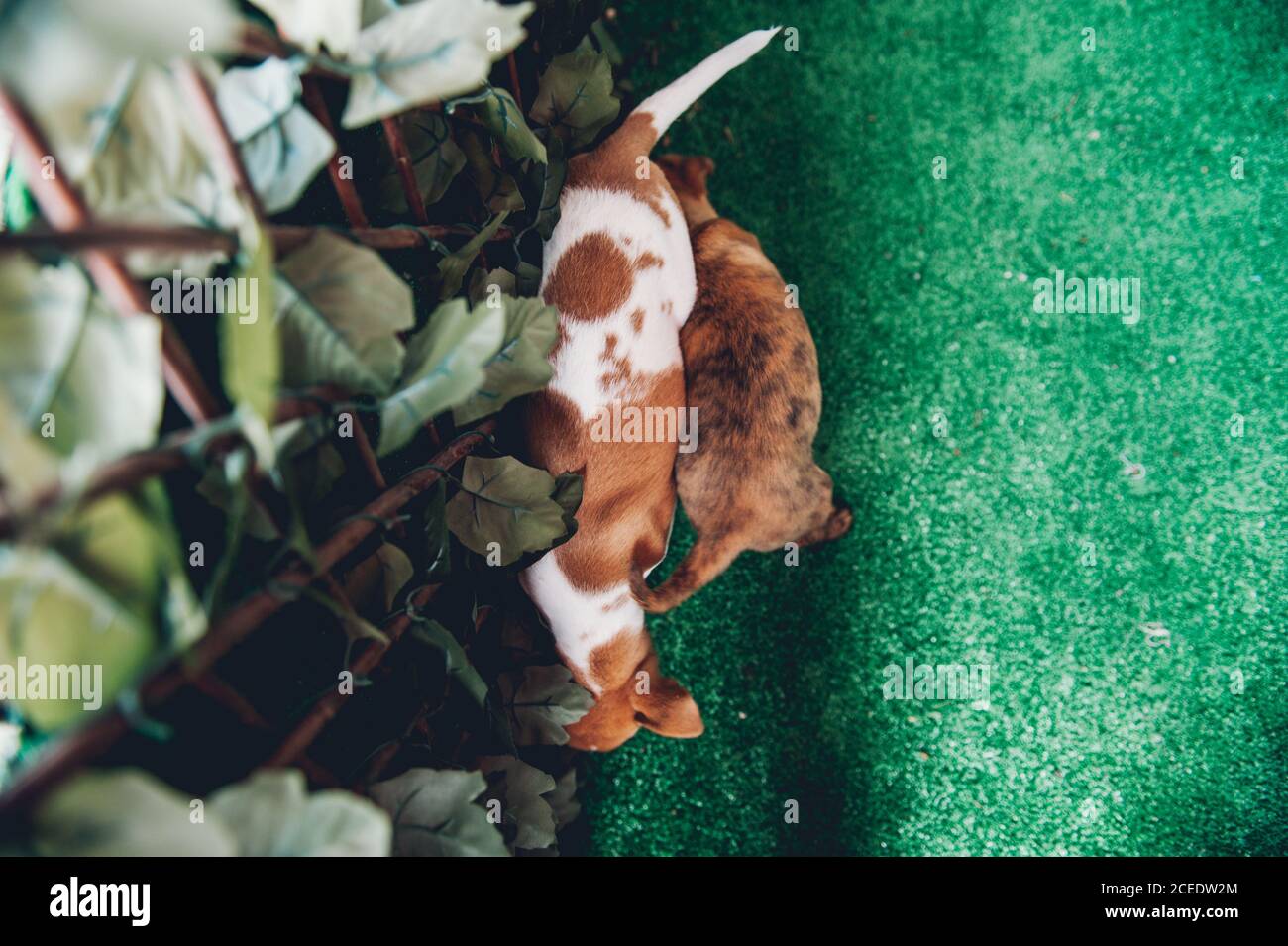 From above small dog and cute puppy at the fence with leaves. Stock Photo