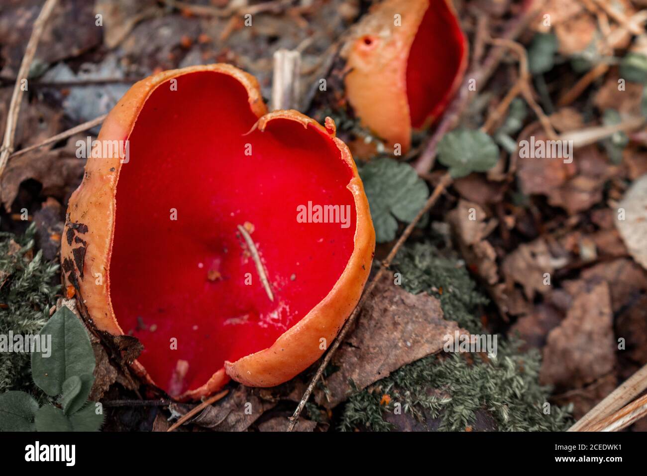 The first spring mushroom in the forest. Sarcosciffus scarlet, commonly known as the scarlet elf cup, scarlet elf cap, or the scarlet cup. Stock Photo