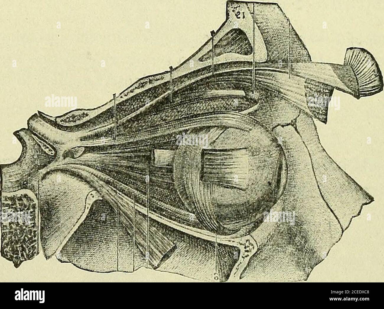 . Text-book of anatomy and physiology for nurses. rbitsand necessary for the protection of the eye. They have five layers,?—skin, smooth and thin; fascia—thin and delicate; muscle—thepalpebral portion of the orbicular muscle; fibrous—containing a stiff 28o ANATOMY AND PHYSIOLOGY FOR NURSES. plate of connective tissue, the tarsal plate; and mucous—the layerwhich lines the lid (Conjunctiva). The tarsal glands are in the tarsal plates; their oily secretionprevents the lids from adhering to each other. (They are calledMeibomian glands.) The angles formed by the extremities of the eyelids are theme Stock Photo