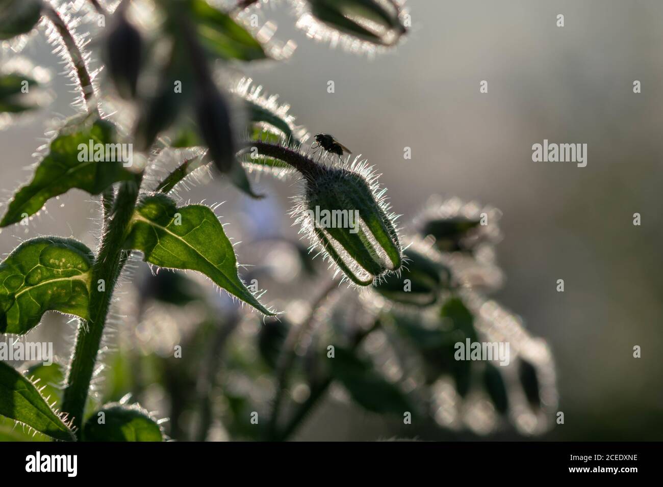Selective focus shot of a silhouette of a plant with a small insect on ...