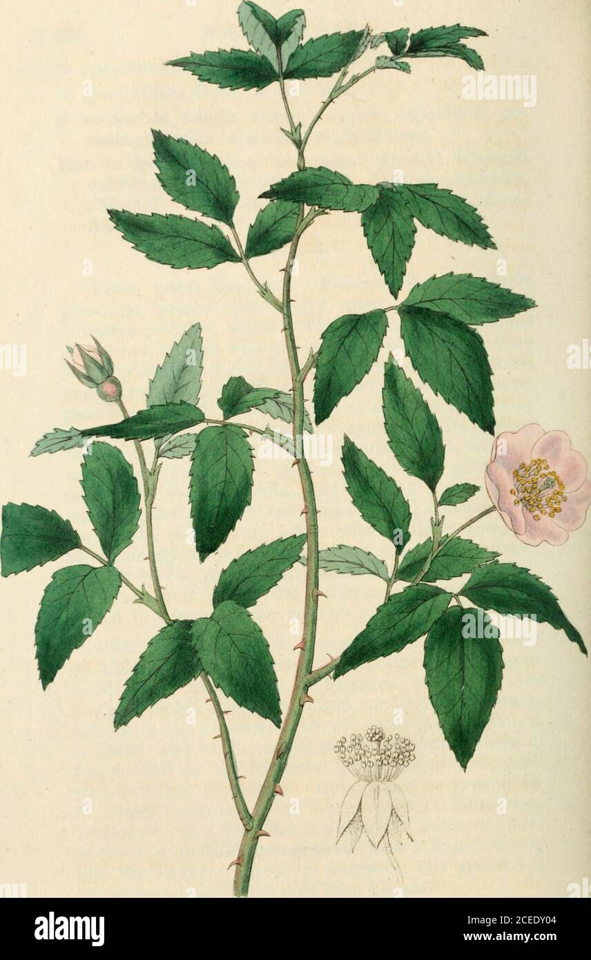 . Rosarum monographia, or, A botanical history of roses : to which is added an appendix, for the use of cultivators, in which the most remarkable garden varieties are systematically arranged, with nineteen plates. reflexed sepals; theselast elongated, slightly compound, fidling off soon afterthe petals; petals pure wliite with a slight scent ofmusk, nearly entire, spreading and somewhat convex ;stamens 80-85, very quickly deciduous ; disk coloured,thickened and nearly flat; ovaria 20; styles hairy,united in a long slender column. Fruit small, red. This is one of the few species found in the No Stock Photo