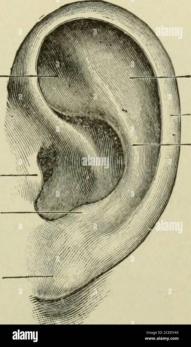 . Text-book of anatomy and physiology for nurses. glands which secrete earwax {ceruminous glands).It is important to remember the length and direction of this canal. The membrane at the end of the canal is called the membranatympani, or membrane of the drum. It is a fibrous membranecovered with very sensitive skin on the outer surface, and mucousmembrane within (Fig. 192). The middle ear is the tympanum, or drum. It consists of a smallcavity in the petrous bone, on the inner side of the membrane of thedrum. Its height is barely half an inch, and the other measurementsare smaller still. It cont Stock Photo