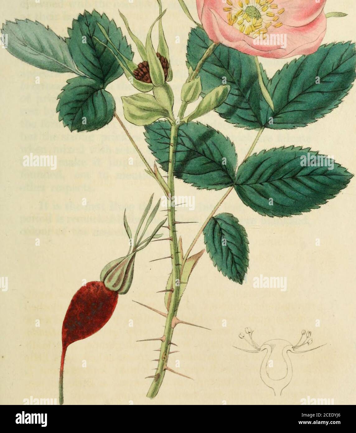 . Rosarum monographia, or, A botanical history of roses : to which is added an appendix, for the use of cultivators, in which the most remarkable garden varieties are systematically arranged, with nineteen plates. the plant of Linnaeus. Here,however, the mistake originated, and the justly highauthority of that excellent work has undoubtedly pre-vented its being sooner detected. 27. ROSA aciciilaris. Tab. 8. R. elatior, aculeis acicularibus inoequalibus, foliolisglaucis rugosis convexiusculis, fructu obainpuUaceocernuo. I lab. in Sibiria Bell. (v. v. c.) About eight feet high, compact. Branches Stock Photo