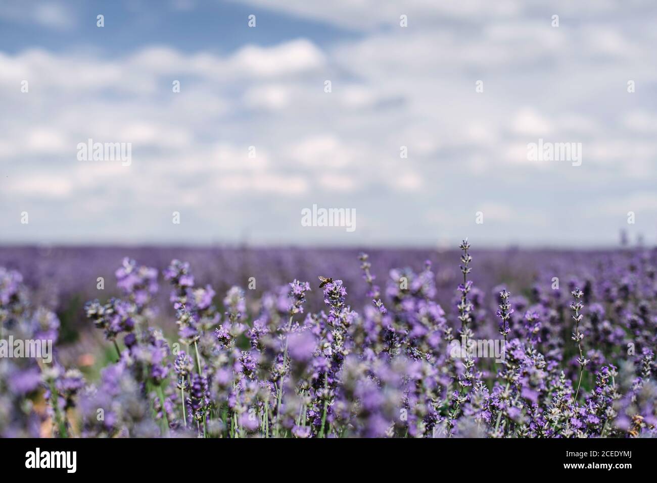 Bush with violet flowers in field Stock Photo