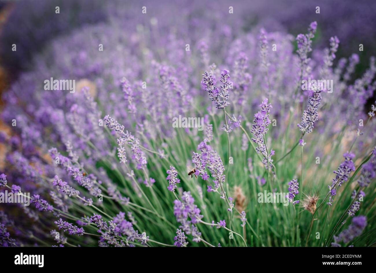 Bush with violet flowers in field Stock Photo