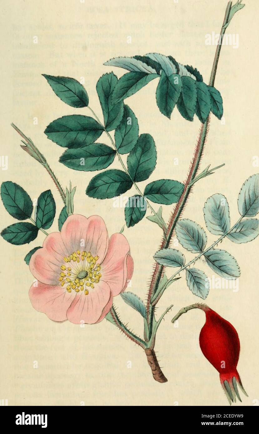. Rosarum monographia, or, A botanical history of roses : to which is added an appendix, for the use of cultivators, in which the most remarkable garden varieties are systematically arranged, with nineteen plates. ale green,covered all over with small, weak, nearly equal seta%except at the extremities, which are iinarmeci, like thevery numerous, slender branchlets. Leaflets 9-11,roundish, of a firm texture, the lowest pair smaller thanthe rest, glaucous. Flowers bright red. Frt:it beforematurity speckled with little pale spots. Otherwisewith the characters of li. rubella. Notwithstanding the c Stock Photo