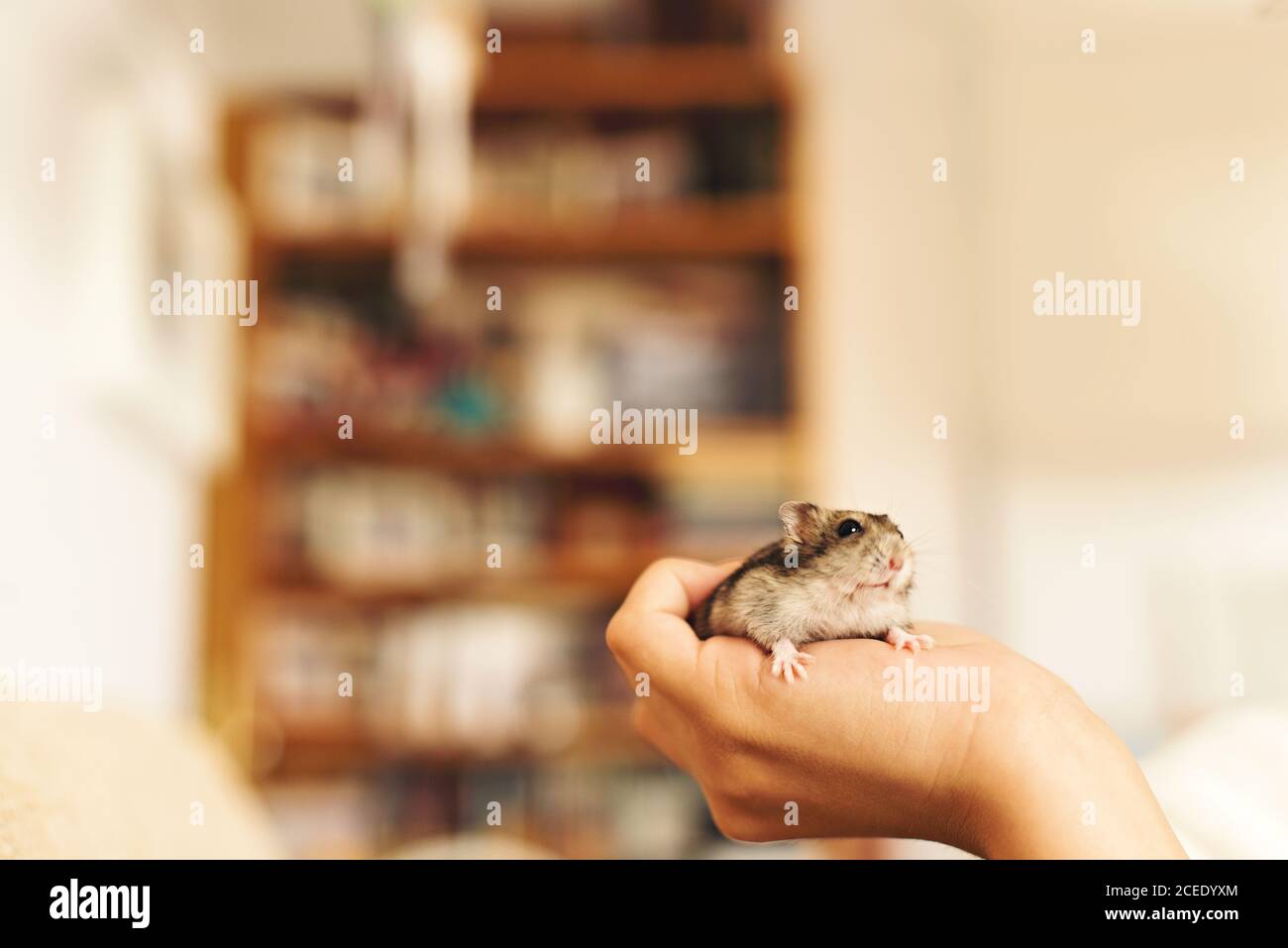 Man holding a tiny, beautiful hamster Stock Photo by ©fantom_rd 100965504