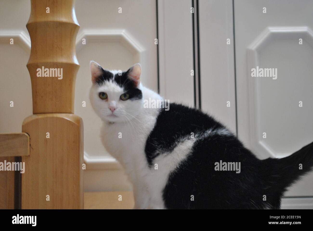 Beautiful black and white cat with green eyes Stock Photo - Alamy