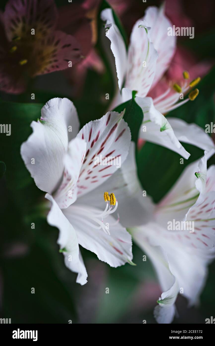Jar of flower on table Stock Photo