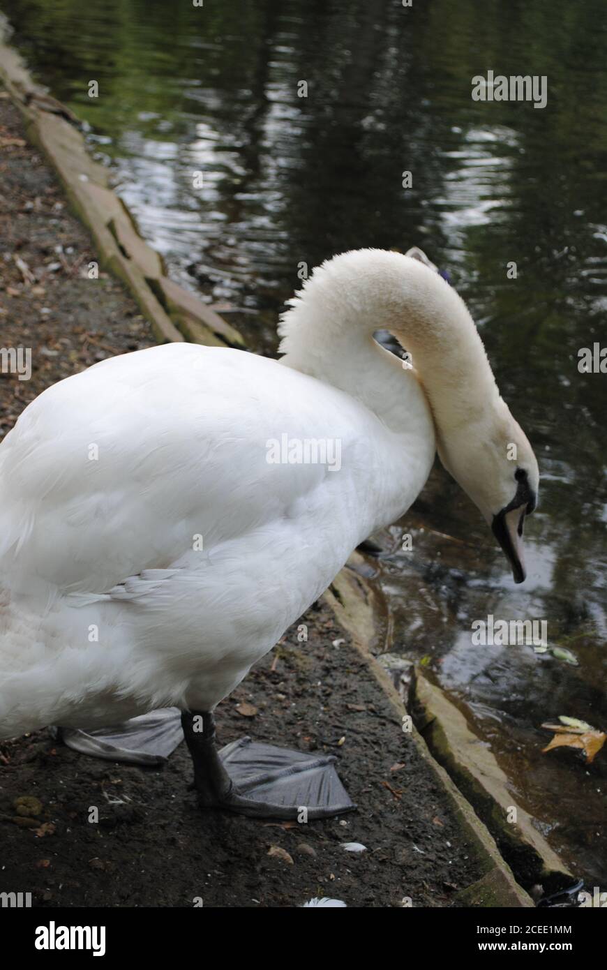 Selective shot beautiful swan hi-res stock photography and images - Alamy