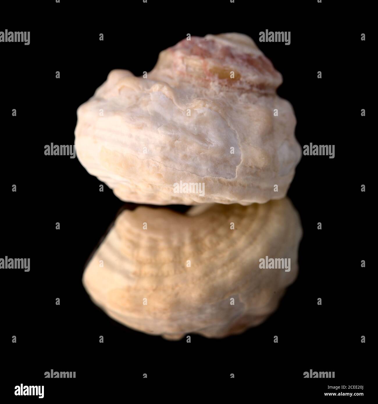 broken sea snail shell isolated on black Stock Photo Alamy
