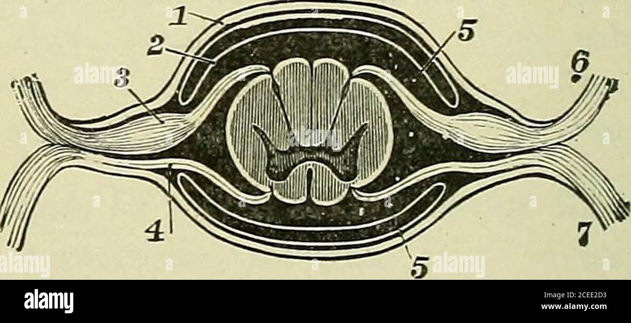 . Text-book of anatomy and physiology for nurses. Fig. 167.—Cauda Equina(Morris). Fig. 168.—Showing Division of Nerve.I, Dura mater; 2, arachnoid; 3, ganglionof post, root; 4, ant. root; 5, space contain-ing spinal fluid; 6, post, division of nerve(Holden). The cervical plexus.—Most of the branches of this plexussupply muscles of the neck (front and side). One exception is the * The communicating branches to sympathetic ganglia are of great importance,serving to connect the cerebro-spinal and sympathetic division into one great nervesvstem. THE PHRENIC NERVE. 237 great auricular {auricularis m Stock Photo