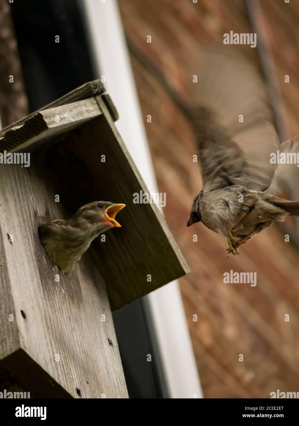 House Sparrow feeding babbies Stock Photo