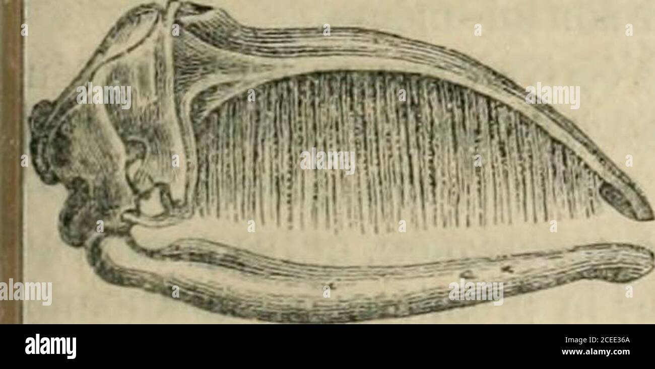 Fanion High Resolution Stock Photography And Images Alamy